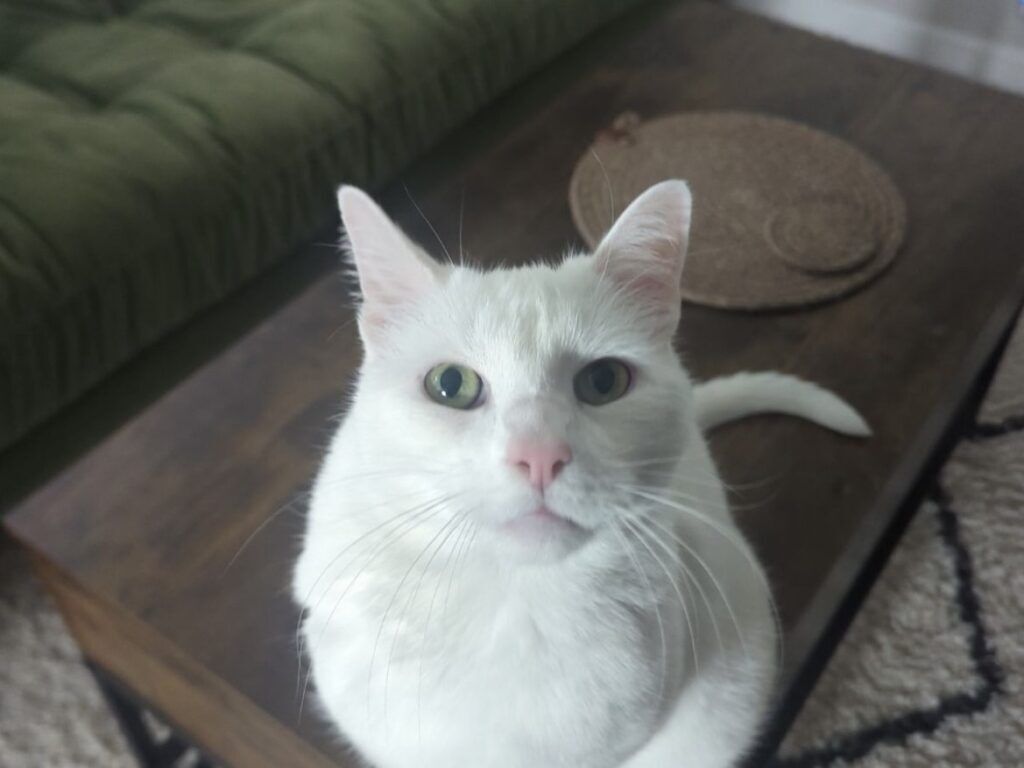 Anna's cat